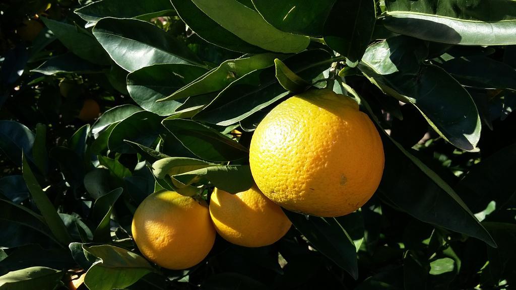 Apartment Orange Tree Portorož Kültér fotó